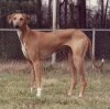 A tan with white Azawakh Hound is standing in grass and it is looking forward.