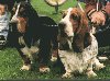 A black with white and tan Basset Hound is sittin next to a white with brown Basset Hound. They are sitting in grass and they are looking to the left.