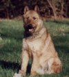 A tan with white Belgian Laeknois is sitting in grass and looking forward. Its mouth is open and tongue is out.