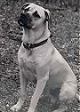 A black and white photo of a Black Mouth Cur that is sitting in grass. It is looking up and to the left.