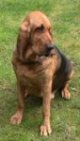 A tan with black Bloodhound is sitting in grass and it is looking down and to the right.