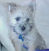 Close up - A white Cairn Terrier is sitting in a chair and it is looking forward.