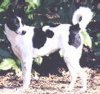 A white with black Canaan Dog is standing in dirt and looking to the right, behind it. There is a bush behind it.