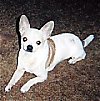 A white with brown Chihuahua is laying on a carpet and it is looking forward.