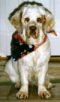 A white with tan Clumber Spaniel is sitting on a rug and it is wearing a bandana. It is looking forward.