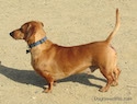A tan Dachshund is standing on a dirt surface and it is looking to the left.