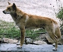 Left Profile - A tan with black and white Dingo is standing on a small wall and it is looking to the left.