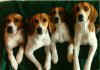 Four Brown and white Harriers are laying on a couch. They are looking forward.