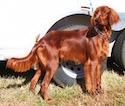 A red Irish Setter is standing in grass and behind it is a vehicle. The setter is looking to the left.