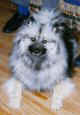 Close up - A grey with black Keeshond is laying on a hardwood floor and it is looking up.