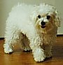 A white Maltese is standing on a hardwood floor and it is looking forward. Its mouth is slightly open.