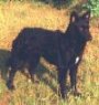 A black with white Mudi is standing down a hill and it is looking to the right.