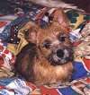 A black and brown Norwich Terier is laying on a blanket and it is looking forward. Its head is tilted to the left.