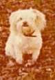 A Sepia toned image of a Pekepoo standing outside in grass and looking forward.