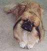 A tan with black and white Pekingese is laying on a carpet and it is looking up and forward.