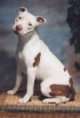 A white with brown American Pit Bull Terrier is aitting on a mat. It is looking forward and its head is tilted to the right.