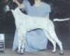 A white with black English Pointer is standing on a surface and behind him is a person.