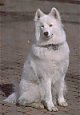 A white Samoyed is sitting in dirt and it is looking forward.