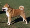 Left Profile - A tan with white Shibe Xoloitzcuintlenu is standing in grass and it is looking ot the left. Its mouth is open and tongue is out.