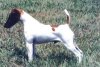 A white with brown Smooth Fox Terrier is standing across a field and it is looking to the left.