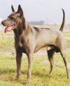 Close up - A black Thai Ridgeback is sitting in grass and looking to the left. Its mouth is open and tongue is out.