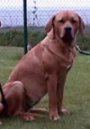 A red Tosa is sitting in grass and it is looking forward. There is a fence behind him.