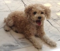 A tan Toy Poodle is laying out on a tiled floor and it is looking forward. Its mouth is open and tongue is out.