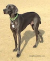 A black Weimaraner is standing in dirt and it is looking up and to the left.