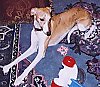 A tan with white Whippet is laying on a rug and it is looking down at a toy in front of it.