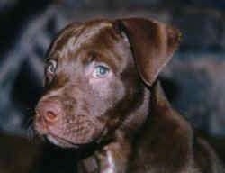 Close up head shot - a brown with white American Pit Bull Terrier puppy is sitting in a room looking to the left of its body.