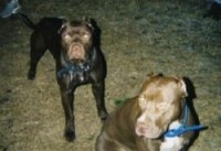 Two American Pit Bull Terriers sitting on a carpet