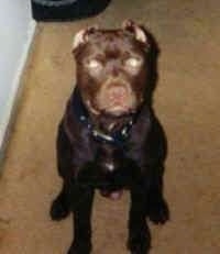 A brown American Pit Bull Terrier puppy is sitting on a carpet and it is looking up.