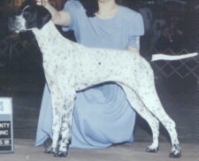 A white with black Pointer is posing at a dog show and it is looking to the left. There is a person in a blue dress behind the dog.