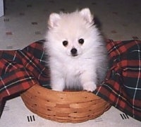 A small fluffy white Pomeranian puppy is sitting in a wicker basket and it is looking forward. There is a red and black plaid napkin behind it.