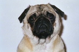 Close up head shot - A tan with black Pug is looking forward with what looks like a frown on its face.