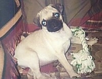 The right side of a tan with black Pug laying on a couch. It is looking forward and its head is tilted to the left. There is a rope toy over its paw.