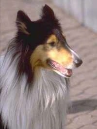 Close Up head shot - A black, tan and white tricolor Rough Collie is sitting on a brick road looking to the right