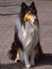 A black, tan and white tricolor Rough Collie is sitting on a brick road