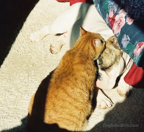 Top down view of an orange cat who is licking the back of a laying Spike the Bulldogs head in a bedroom next to a bed that has the sun shining into the door.