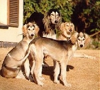 A pack of four Salukis are sitting and standing in dirt and they are all looking forward.