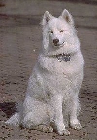 Front view - A white Samoyed is sitting on a brick surface and it is looking forward.