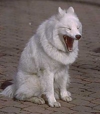 The front right side of a white Samoyed that is sitting on a brick surface. The dog is yawning.