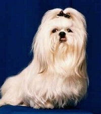 The right side of a long haired tan Shih-Tzu dog sitting across a blue backdrop, it has a black bow in its hair, it is looking forward and its tongue is sticking out of its mouth. The dog has a large underbite.