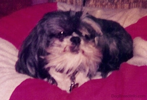 Close up - A black with white Shih-Tzu is laying in a circle on top of a peppermint striped pillow.