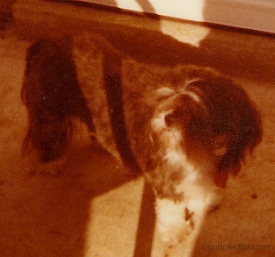 The left side of a brown with white Shih-Tzu that is standing on an outside patio looking to the left.