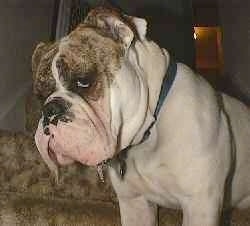 Close up - The front right side of Spike the Bulldog he is standing on a carpet and he has drool hanging out of his mouth.