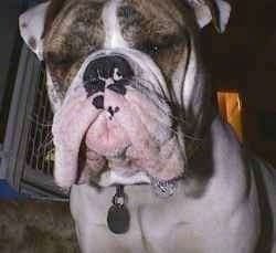 Close Up - Spike the Bulldog is sitting on a staircase with a bubble of drool on the side of his lip.