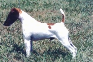 Side view - a Smooth Fox Terrier dog standing in a show stack in grass with its tail up in the air.