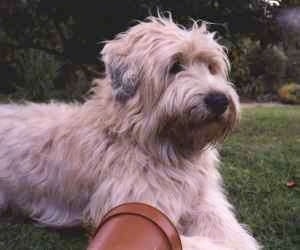 Close up - The right side of a tan with black Soft Coated Wheaten Terrier is laying across a field, it is looking to the right and there is a potted plant in front of it. It has long, thick wavy hair with longer hair on its muzzle and a back nose.