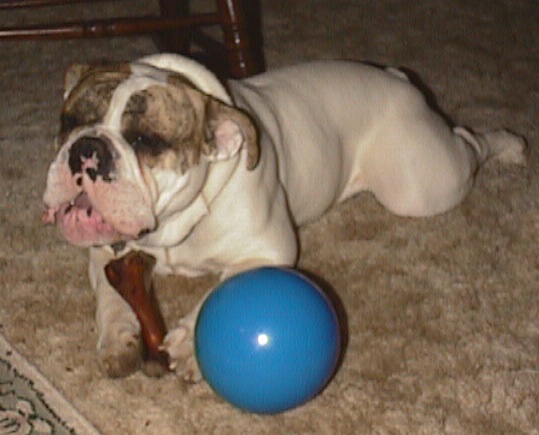 Spike the Bulldog is laying on a carpet and he is chewing on a bone. There is a blue ball to the right of him.